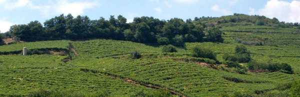 le battistelle soave