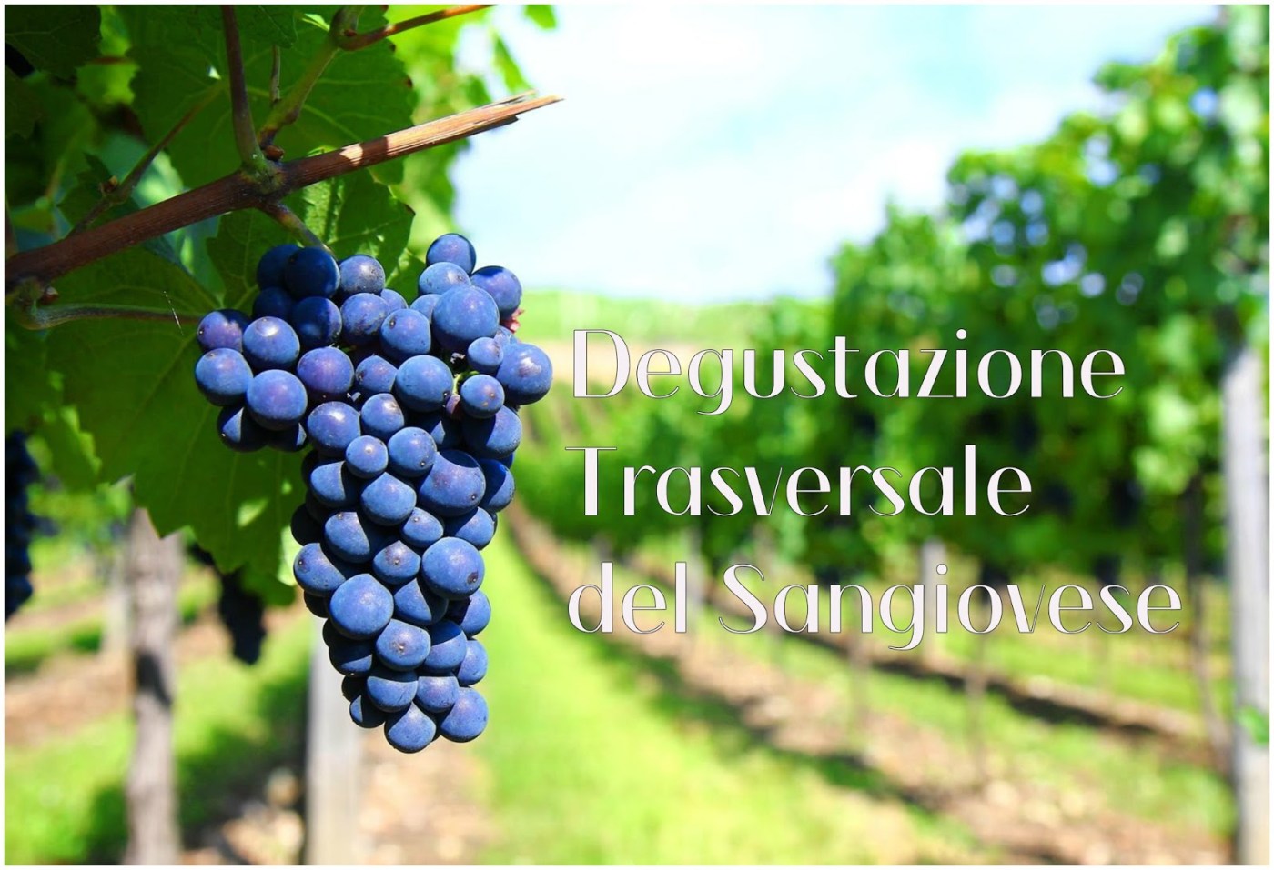 degustazione sangiovese