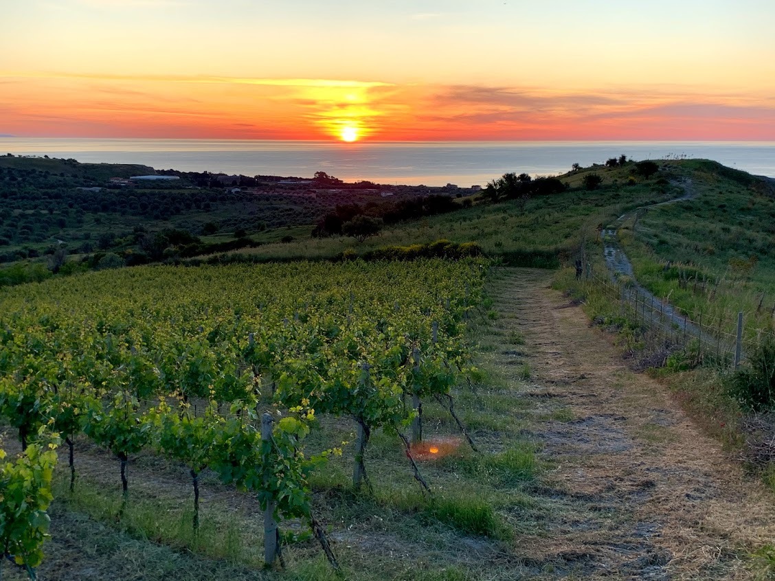 antonella lombardo vini cantina