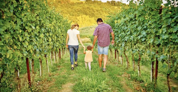 andrea felici cantina verdicchio