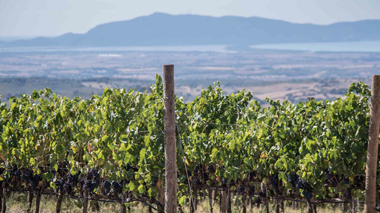 vigne maremma