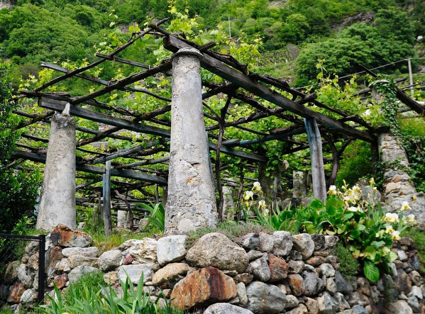 carema topia vigne
