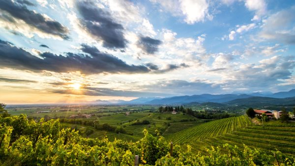 vino colli orientali
