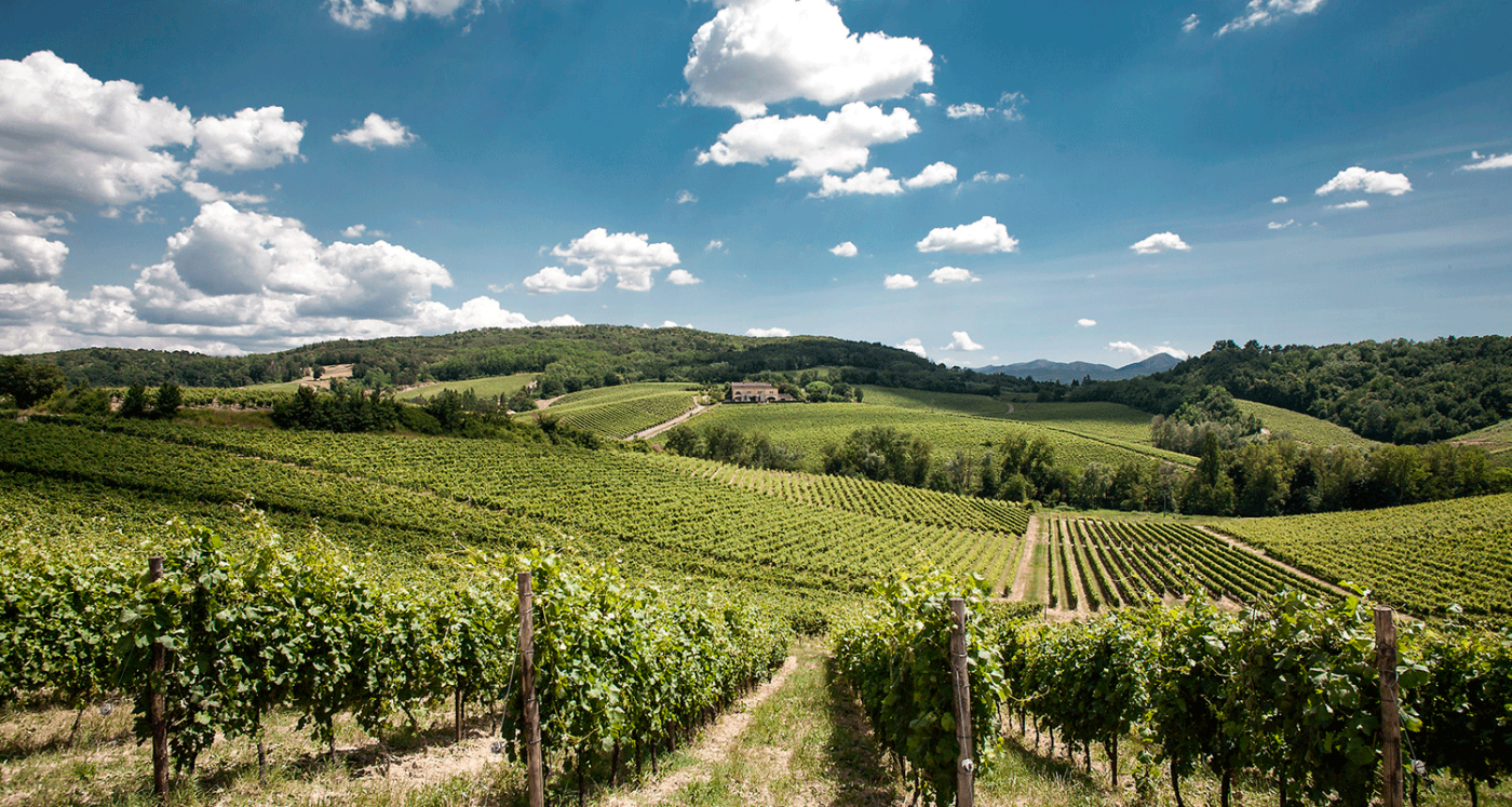 gavi vino vigne