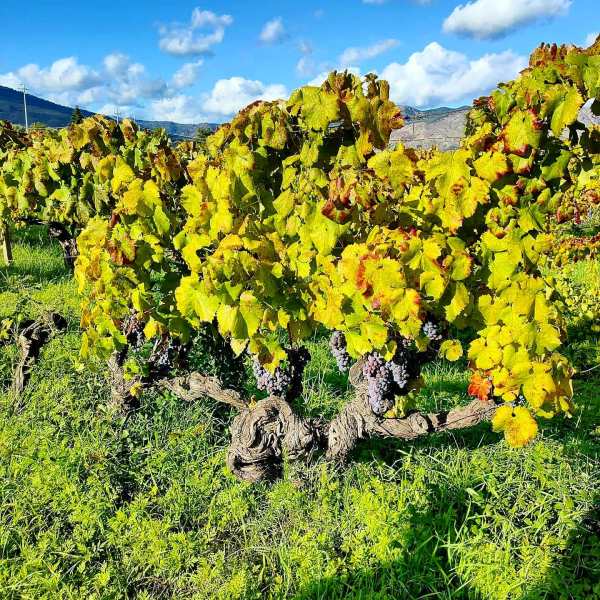 Etna vini emiliano falsini enologo