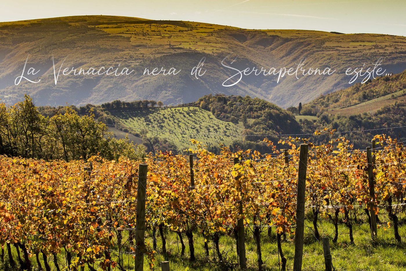 vernaccia nera serrapetrona