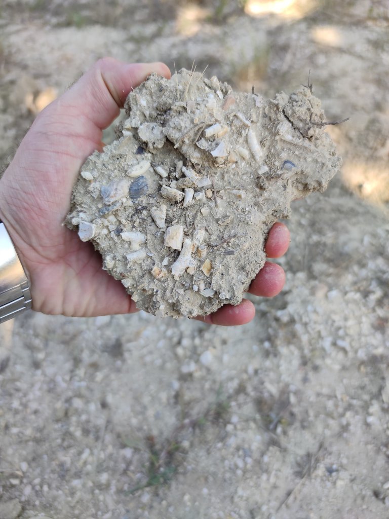 fossili terreni vigna