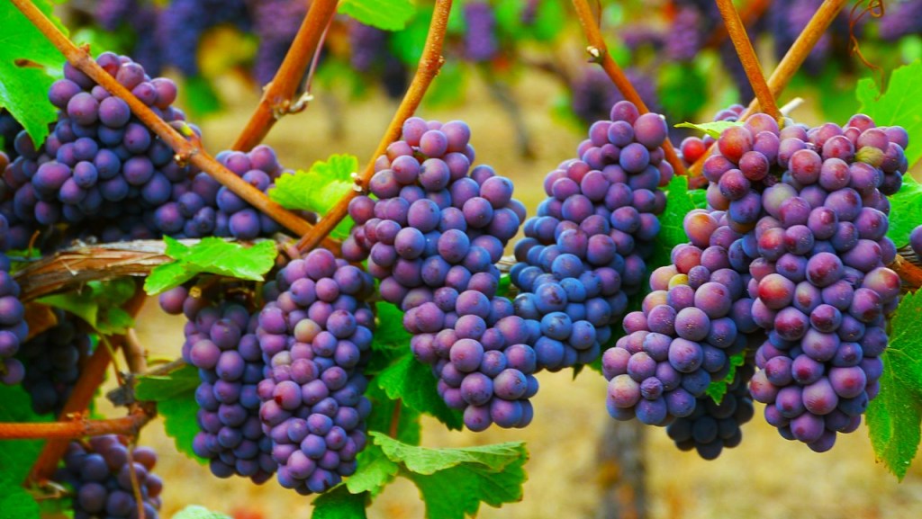 pinot grigio ramato uva