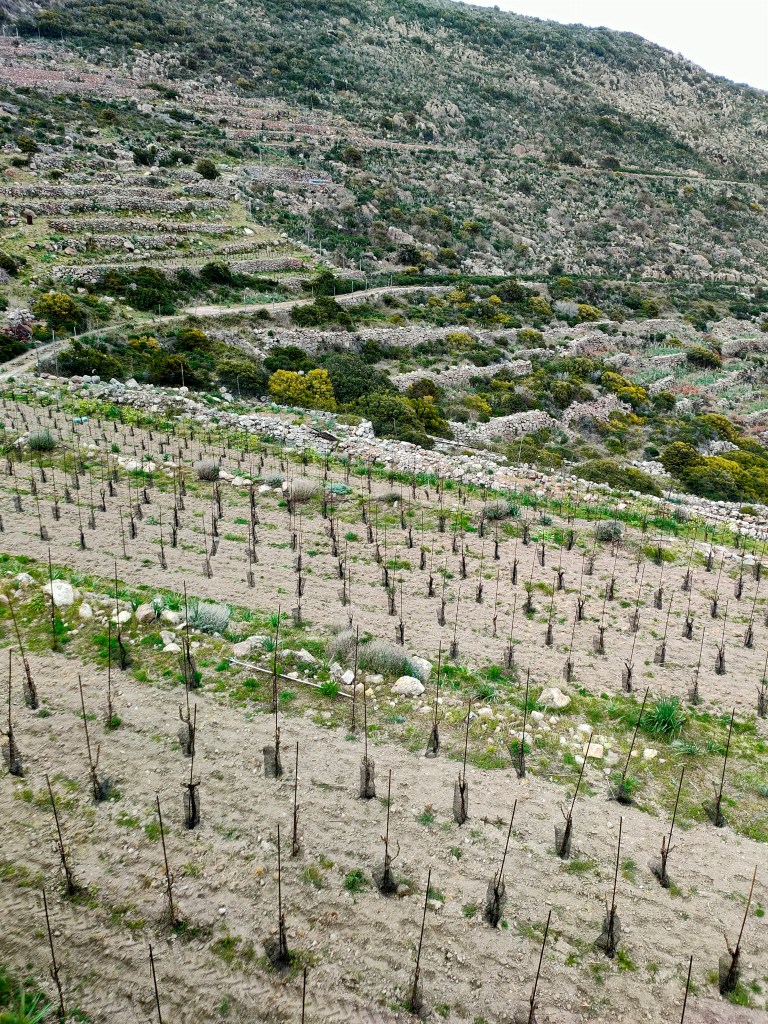 vigne capraia isola