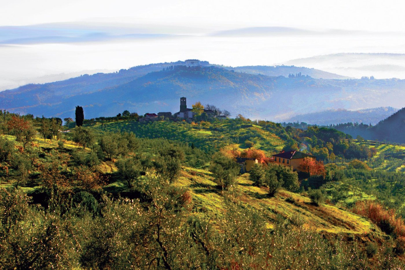 carmignano docg vini vigne
