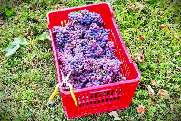 grignolino d'asti uva vino