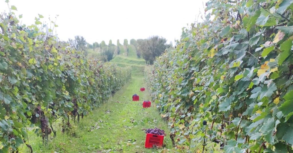 grignolino vendemmia by francesco saverio russo