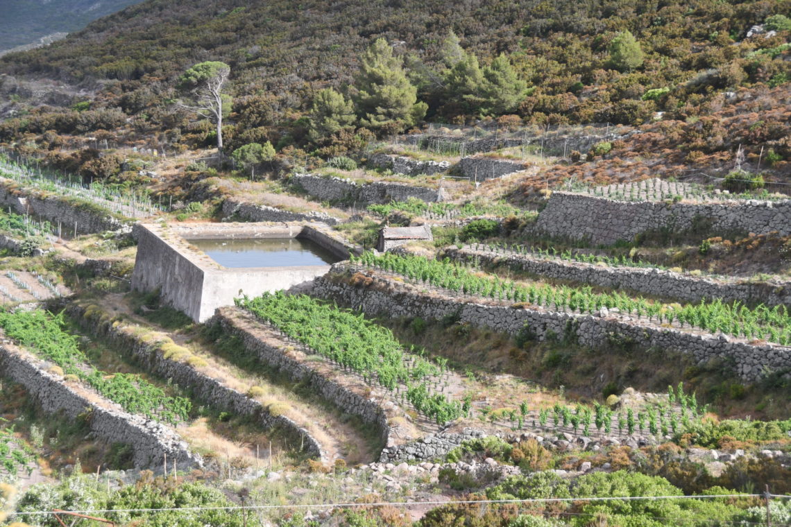 vigne capraia la mursa