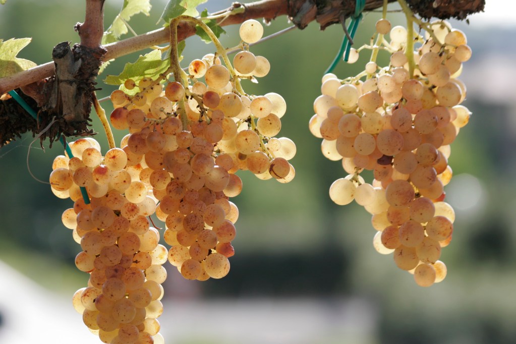 uva vernaccia