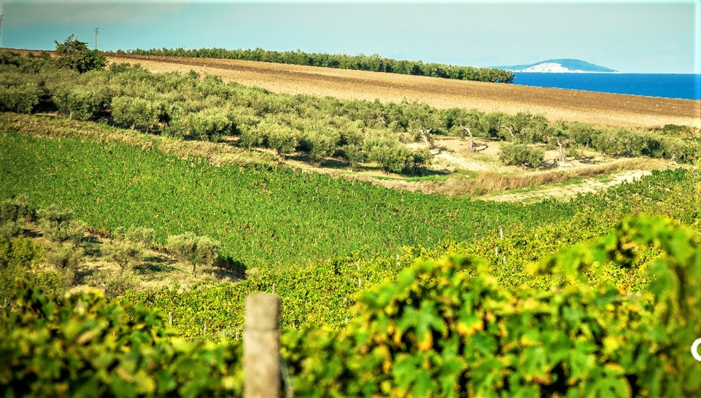 tintilia molise