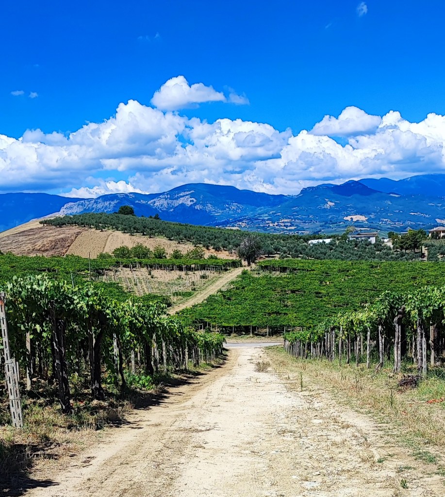 vigneti pergola abruzzese tendone ciavolich