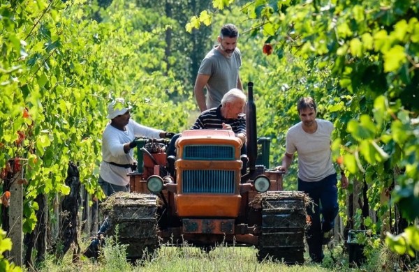 campanelli vini verdicchio francesco