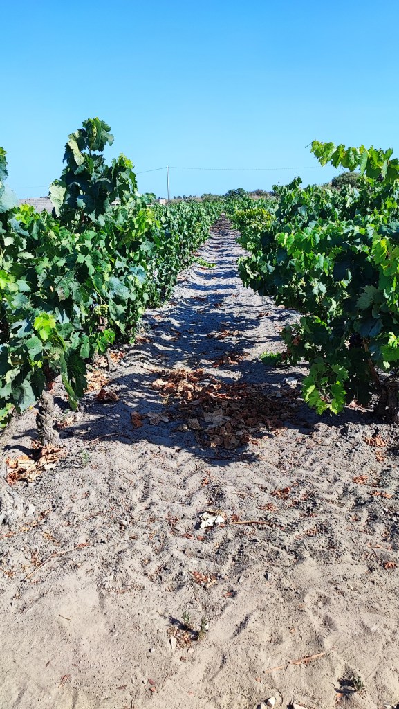 Nasce la Comunità del Carignano a Piede Franco. 
Sull'Isola di Sant'Antioco nell'omonimo comune e in quello di Calasetta da secoli il Carignano viene coltivato e propagato franco di piede grazie all'opera di virtuosi vignaoli. 