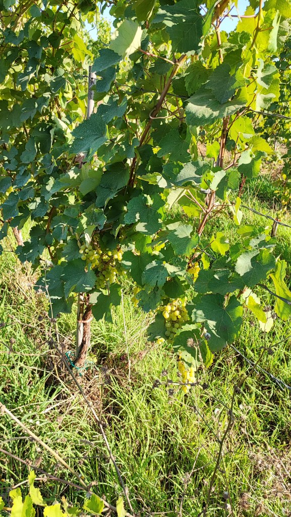 vernaccia di oristano vitigno