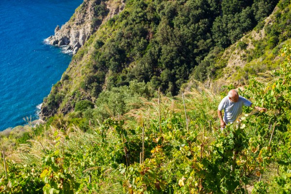 vigna del lume mazzella ischia
