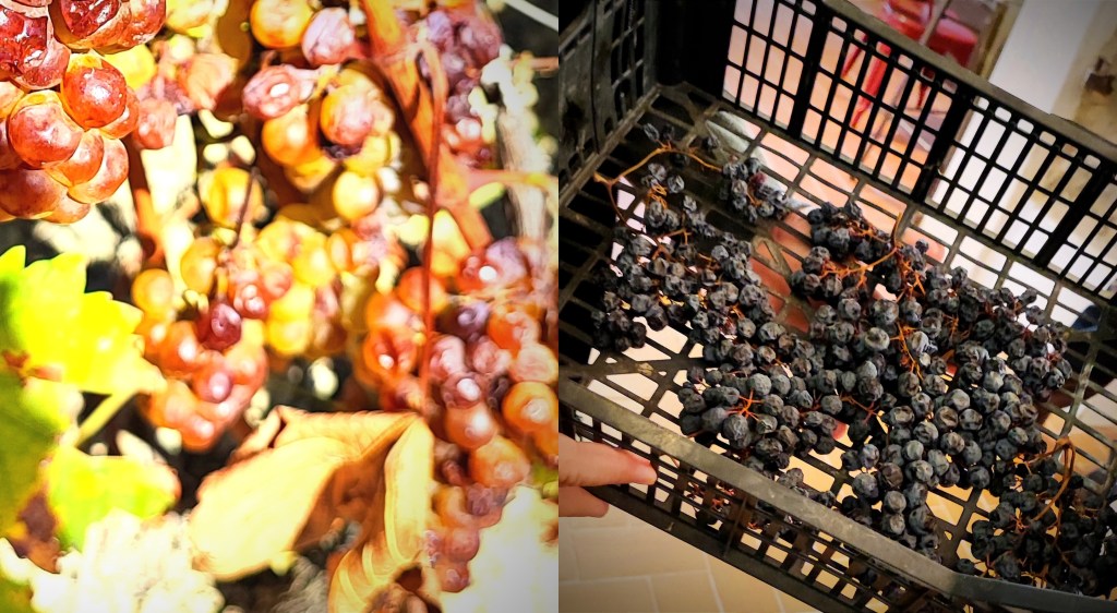 passiti piemonte moscato brachetto