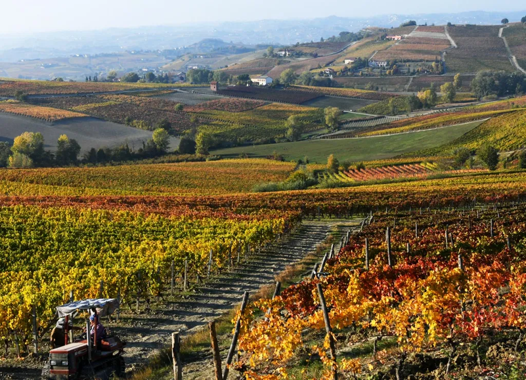 vigne brachetto acqui