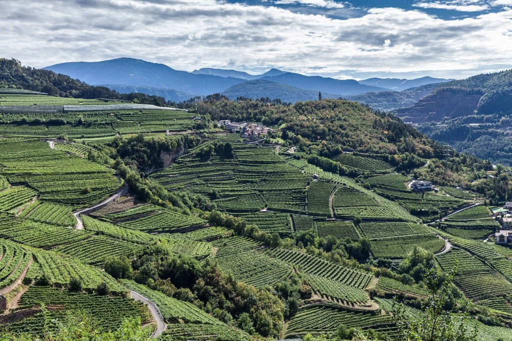 vigne trentino vini