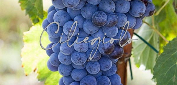 ciliegiolo vino uva