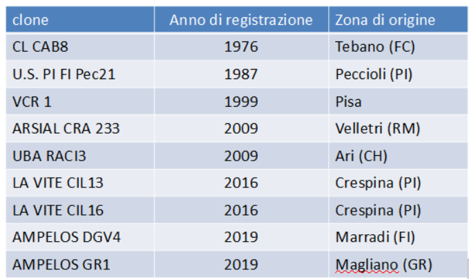 cloni ciliegiolo