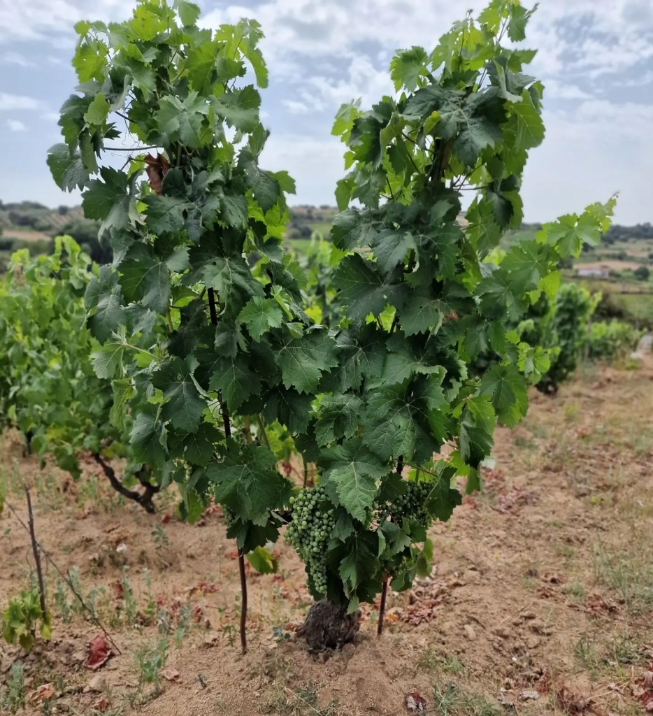 vigne mandrolisai uve