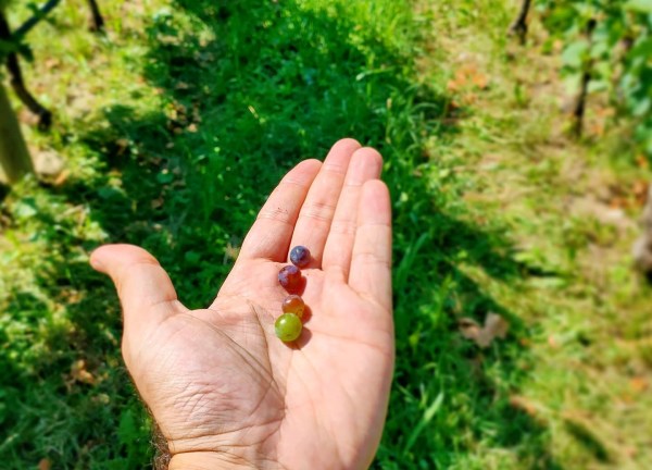vendemmia assaggio acino