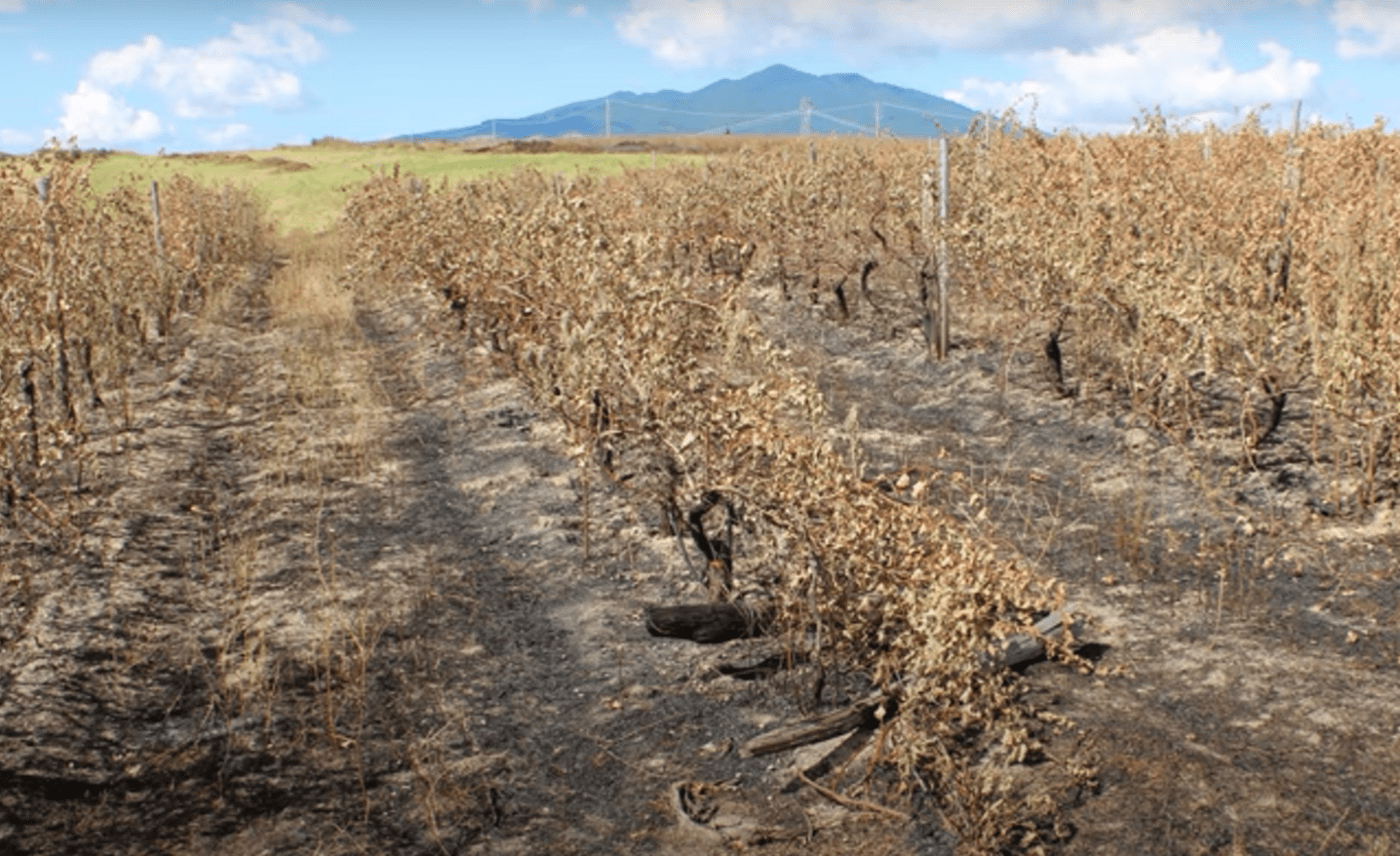 vigneto bruciato vulture mastrodomenico