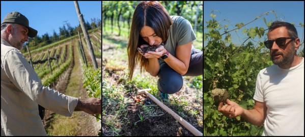 agronomia cambiamenti climatici vigna vino