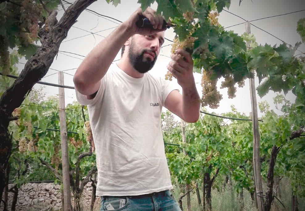 marco ludovico cantina