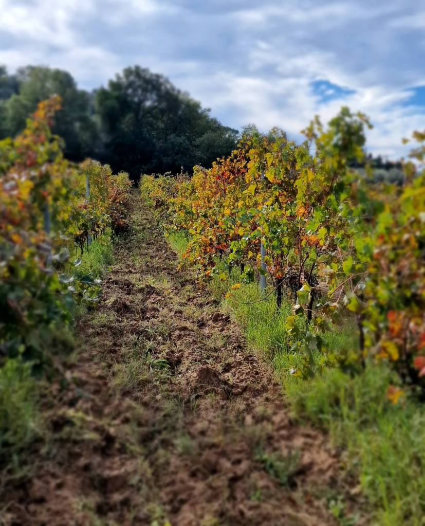 territorio areale bolgheri doc