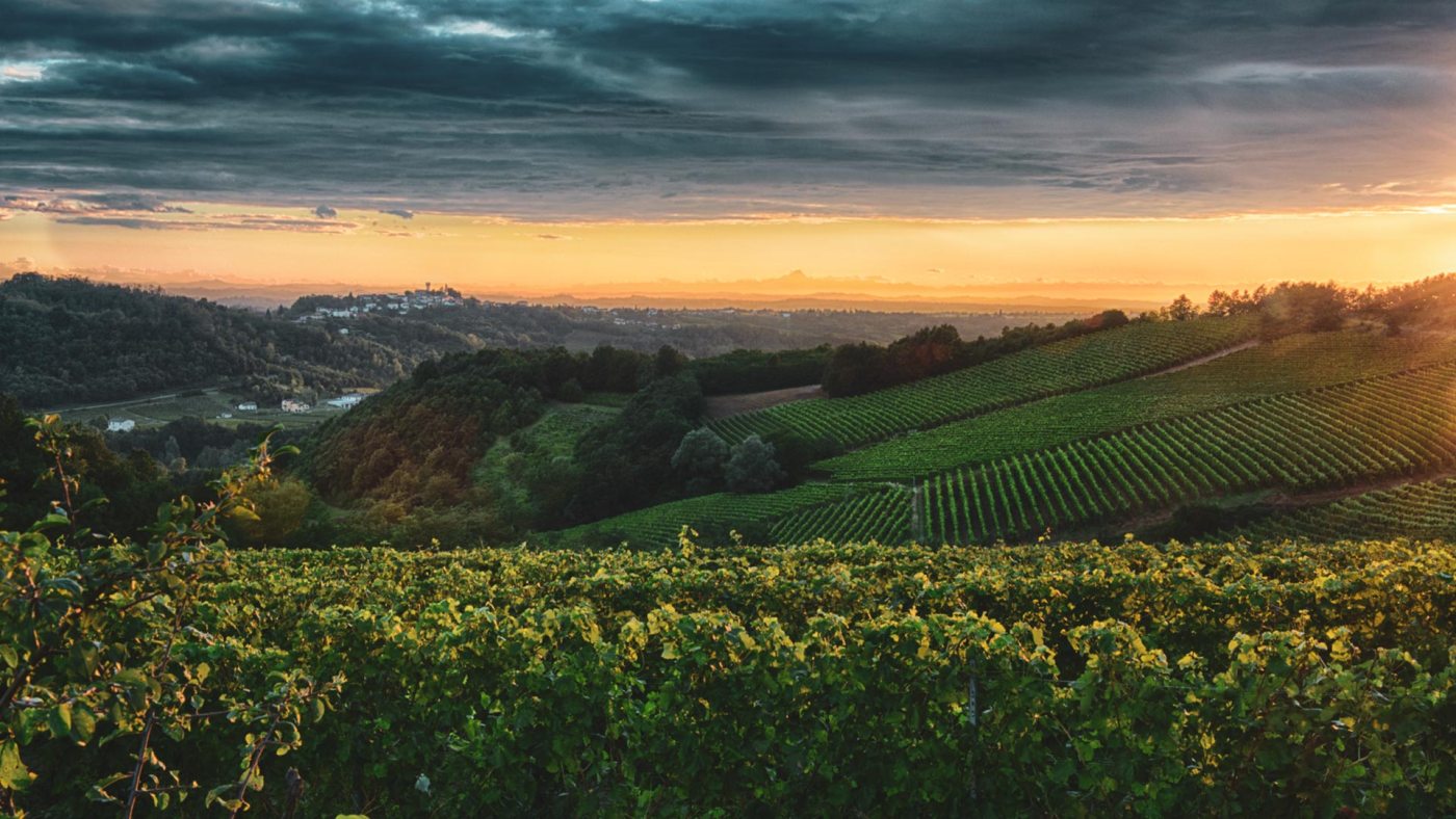 gavi vigneti
