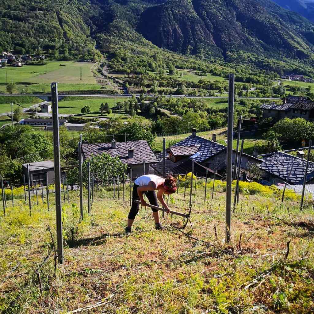elisebatte sedda vintage cantina valle d'aosta