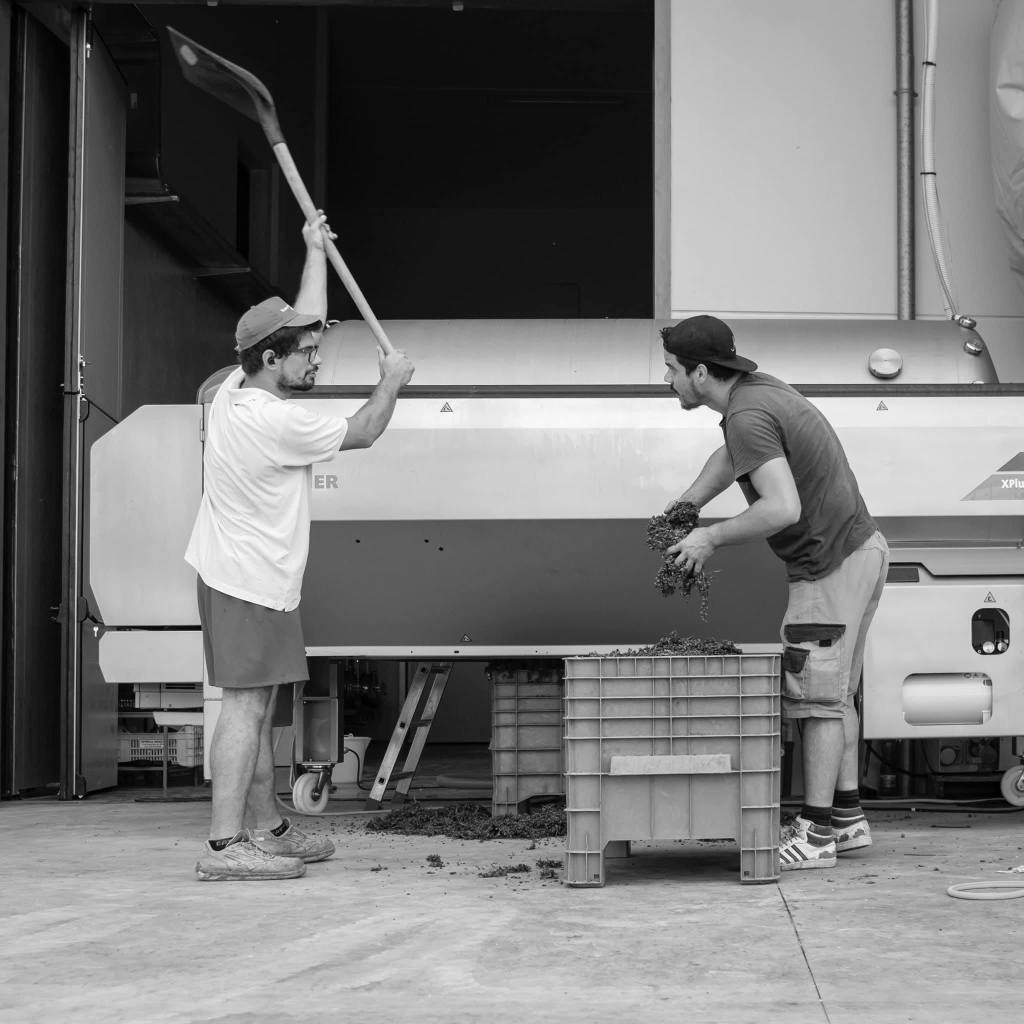 rovegliano verdicchio marasca fratelli