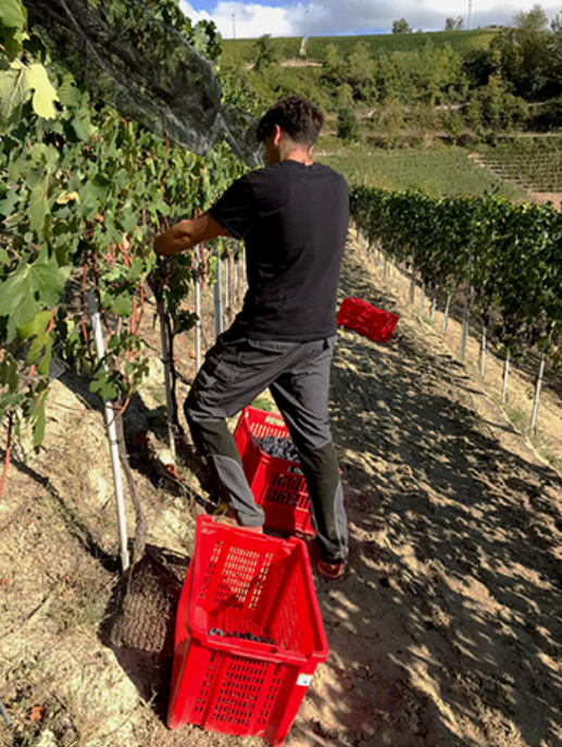 orlando rocca barolo