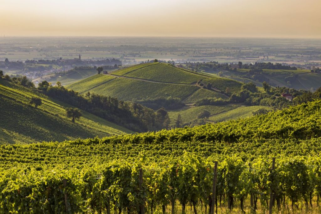 oltrepò pavese vigne vino