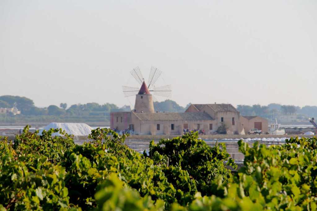 marsala stagnone vigne vino