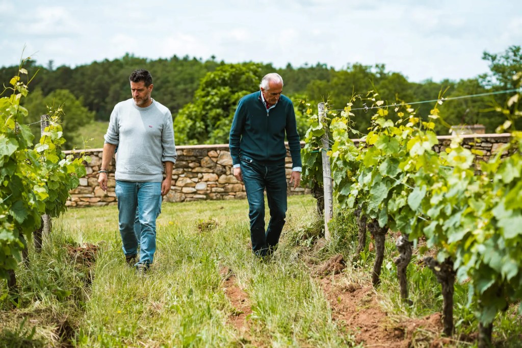 consulenza agronomica vino