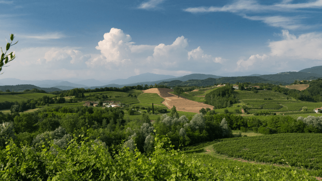 vigne collio