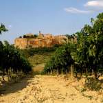 orvieto doc territorio