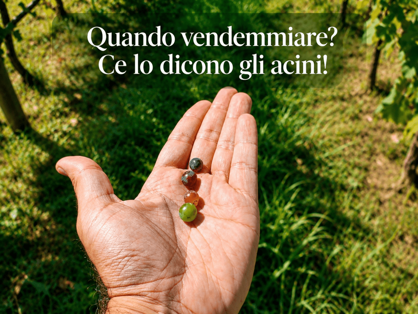 quando vendemmiare?
