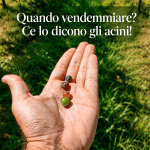 quando vendemmiare?
