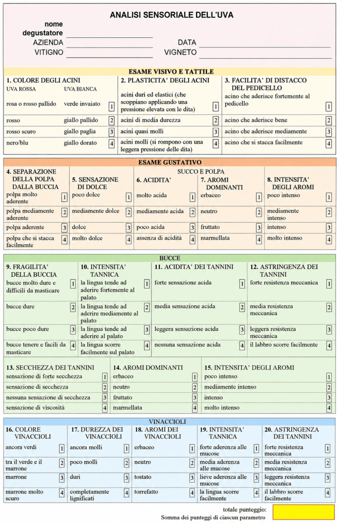 analisi sensoriale uve vendemmia